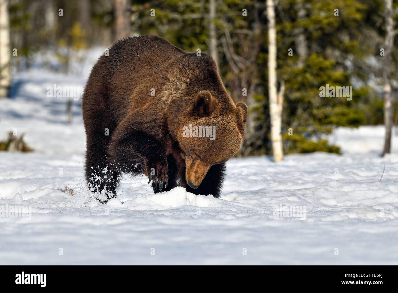 Bär versucht im Frühjahr Nahrung unter Schnee und Eis zu finden Stockfoto