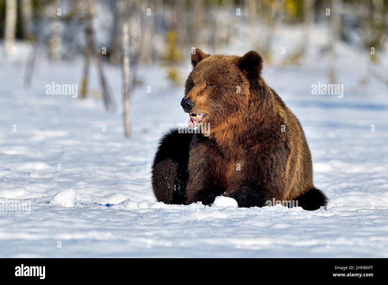 Braunbär, der im Schnee eine Pause einnimmt. Stockfoto