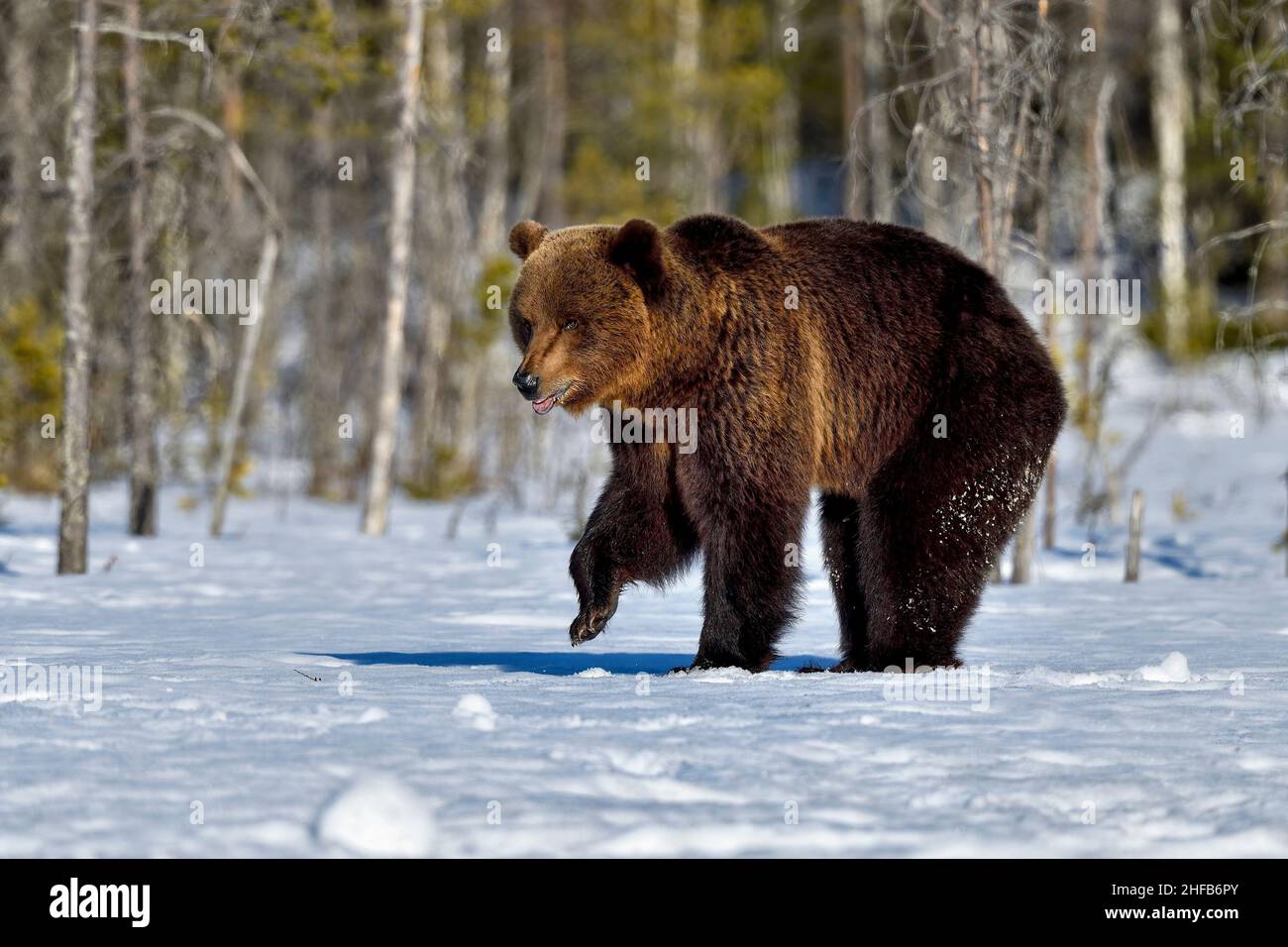 Sanfte Schritte im Schnee Stockfoto