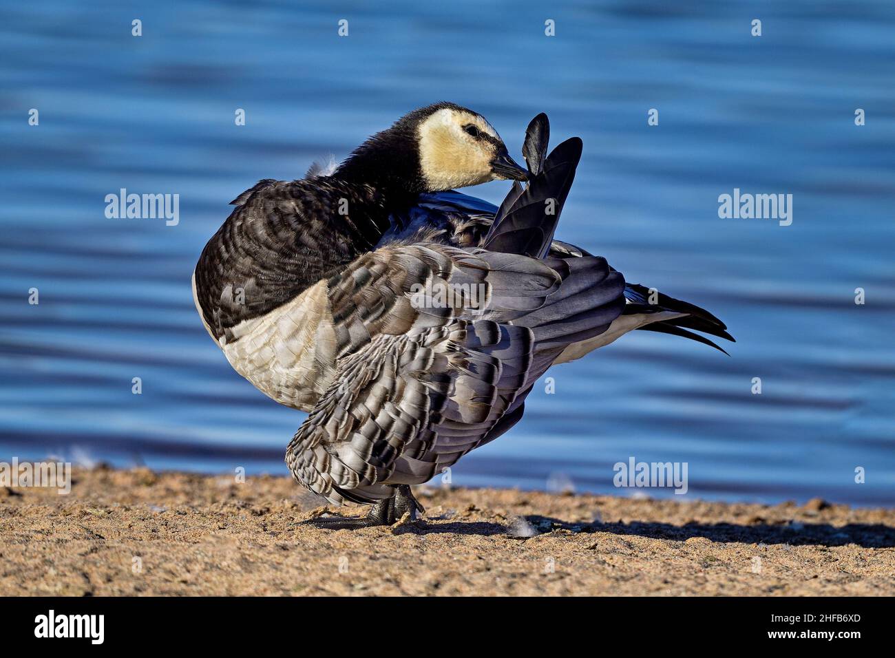 Barnacle Gans. Nach dem Trocknen ist es Zeit, Federn zu pflegen. Stockfoto