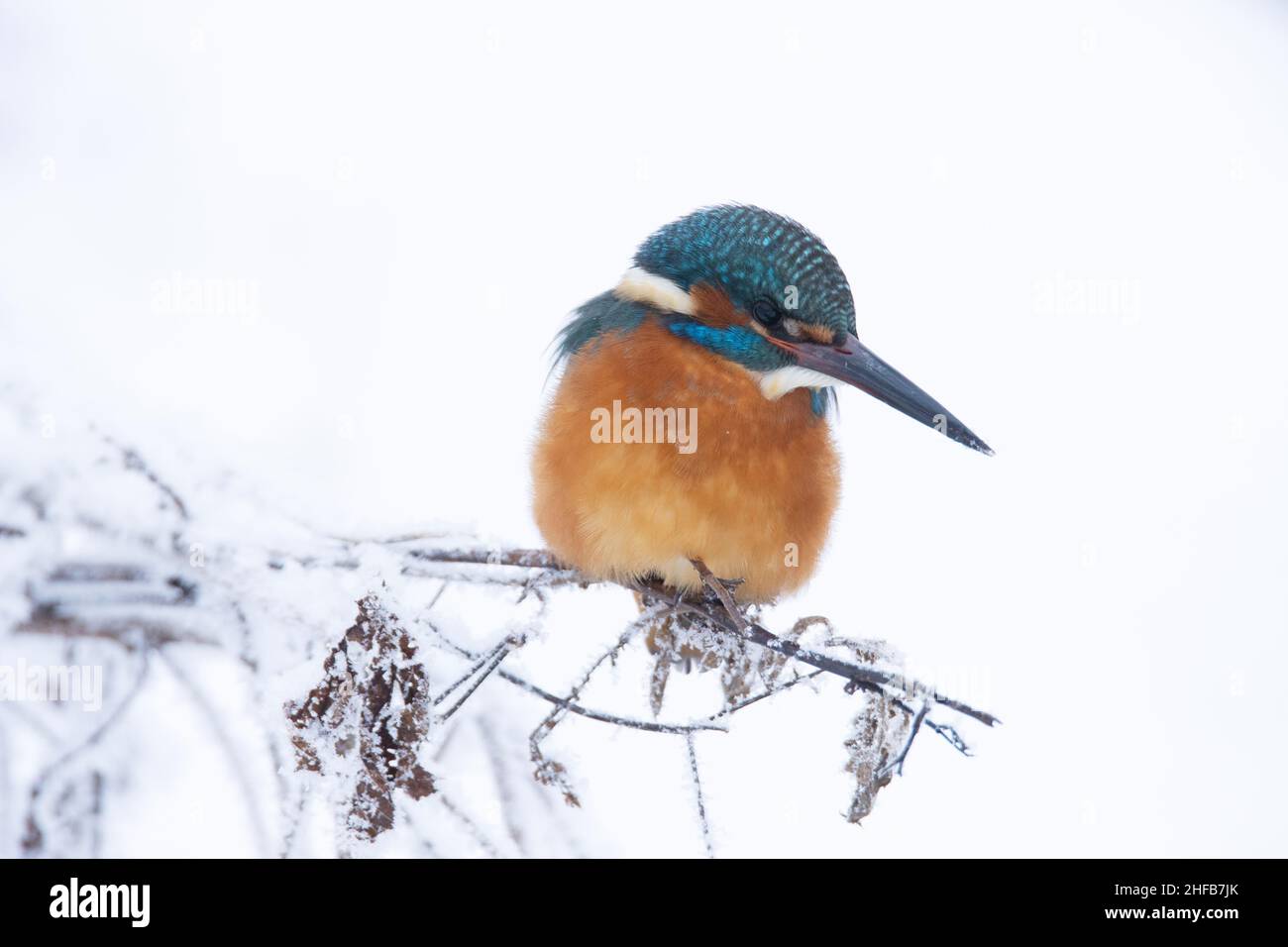 Der wunderschöne Common Kingfisher, Alcedo, liegt auf einem kleinen Ast an einem kalten Wintertag in Estland, Nordeuropa Stockfoto