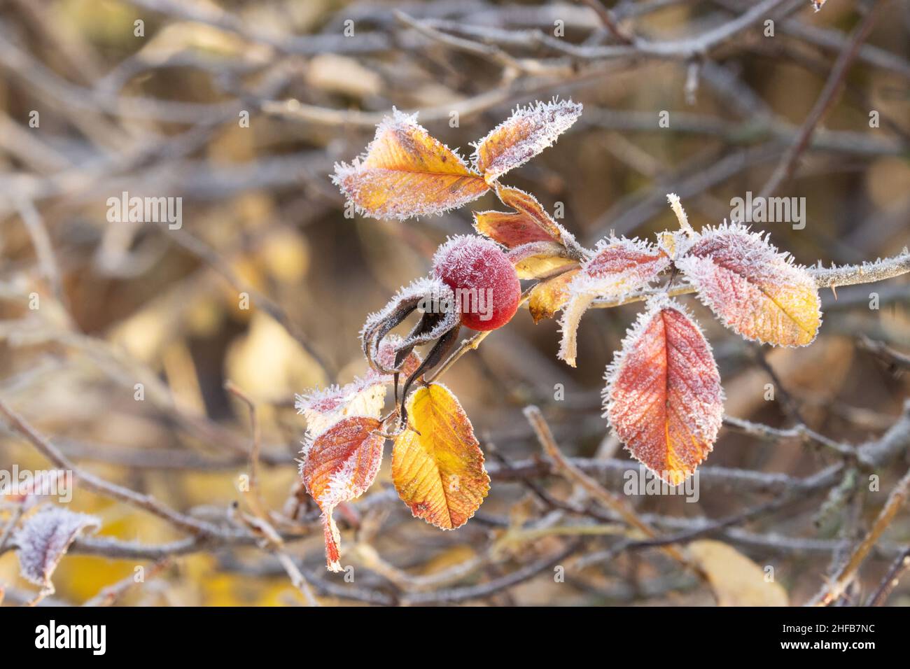 Reife Rosenfrucht und farbenfrohe Blätter, die bei der Herbstkälte in Nordeuropa mit Morgenfrost bedeckt sind. Stockfoto