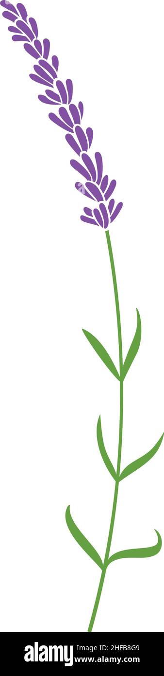 Lavendel Pflanze Symbol - Vektor-Illustration Stock Vektor