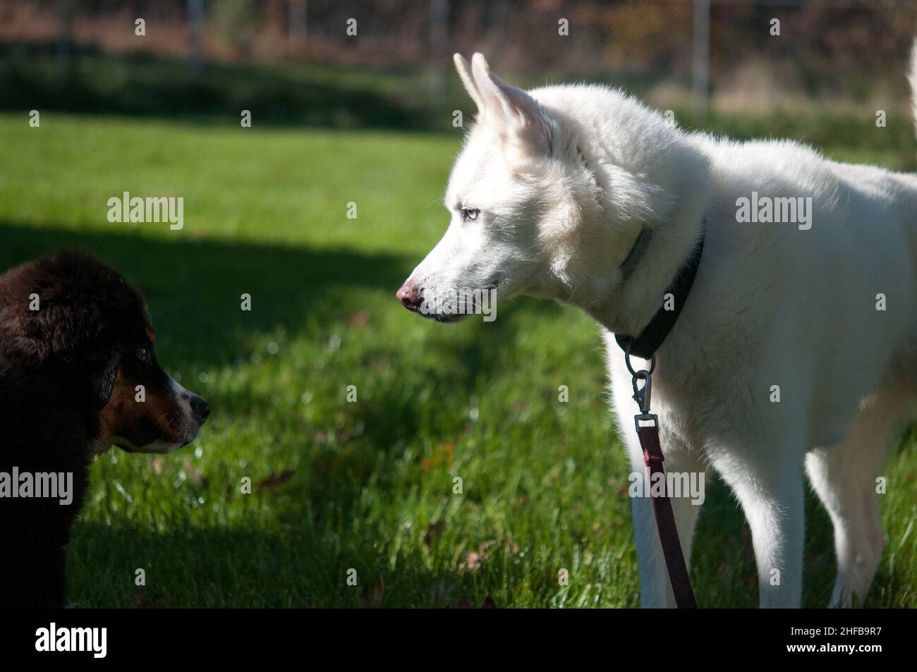 Husky trifft auf Berner Sennenhund Stockfoto