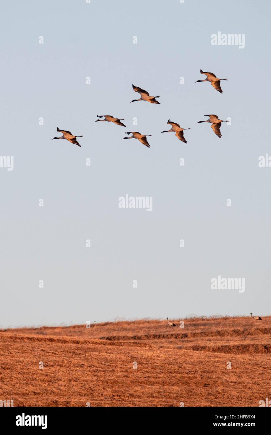 Kunming, Chinas Provinz Yunnan. 14th Januar 2022. Eine Schar von Schwarzhalskranen fliegt über das Naturschutzgebiet des Schwarzhalskrans Dashanbao in der Stadt Zhaotong, südwestlich der chinesischen Provinz Yunnan, 14. Januar 2022. In den letzten Jahren haben die lokalen Behörden eine Vielzahl von Maßnahmen zum Schutz des Lebensraums von Schwarzhalskranen ergriffen. Quelle: Hu Chao/Xinhua/Alamy Live News Stockfoto