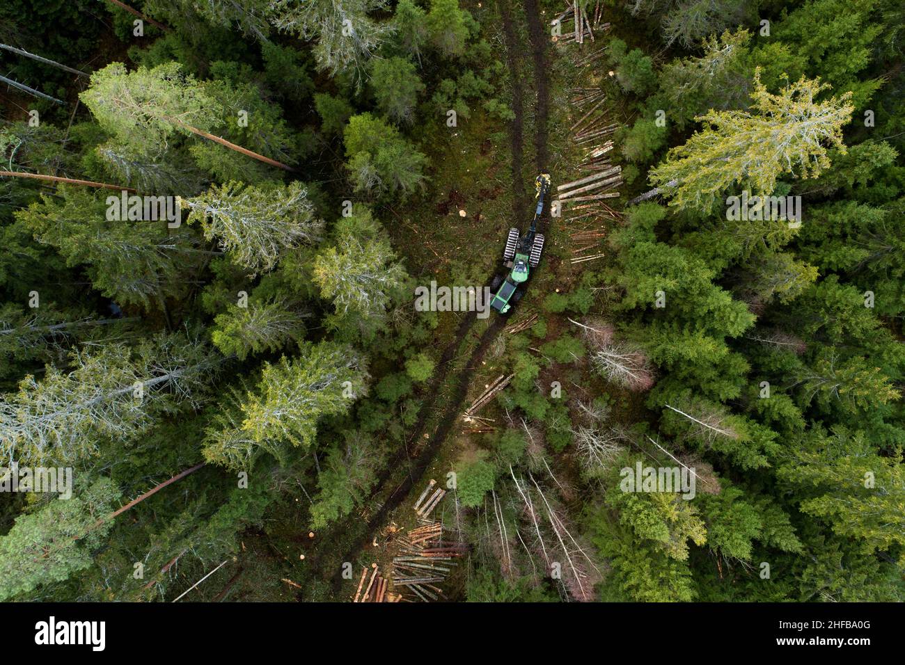 Ein großer grüner Holzernter, der sich mitten im estnischen Nadelwald bewegt. Stockfoto