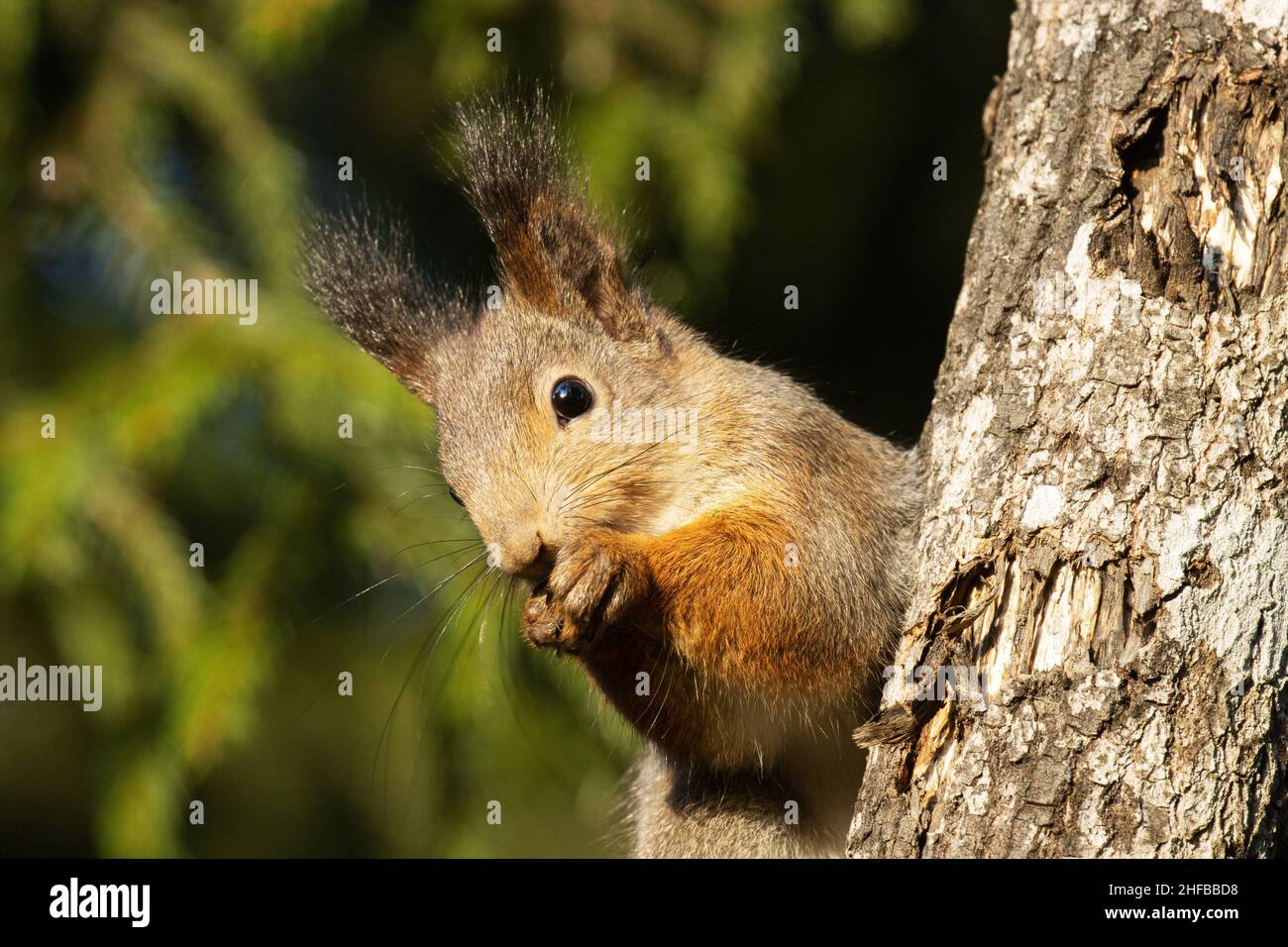Nahaufnahme des Roten Eichhörnchens, Sciurus vulgaris, der an einem sonnigen Herbstabend in einem borealen Wald ein Saatgut isst. Stockfoto