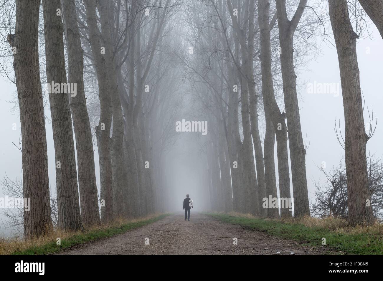 Ein von Bäumen gesäumter Deich im Nebel in der Nähe des Dorfes Wolphaartsdijk in der Provinz Zeeland, Niederlande Stockfoto