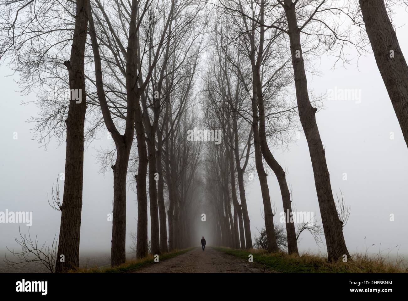 Ein von Bäumen gesäumter Deich im Nebel in der Nähe des Dorfes Wolphaartsdijk in der Provinz Zeeland, Niederlande Stockfoto