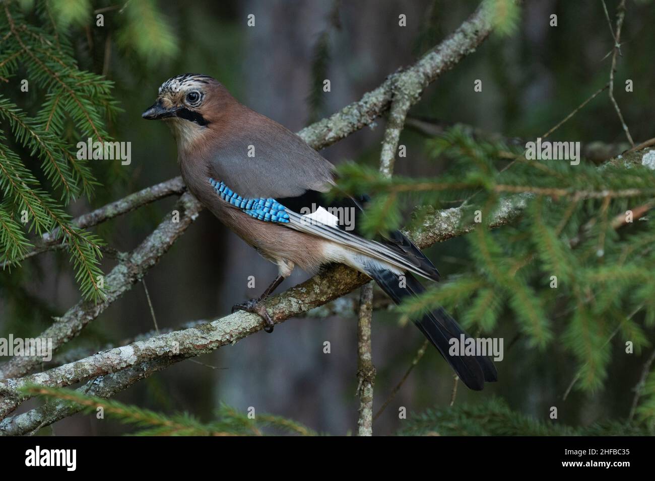 Eurasian jay, Garrulus glandarius, hoch oben auf einem Fichtenzweig im estnischen borealen Wald. Stockfoto