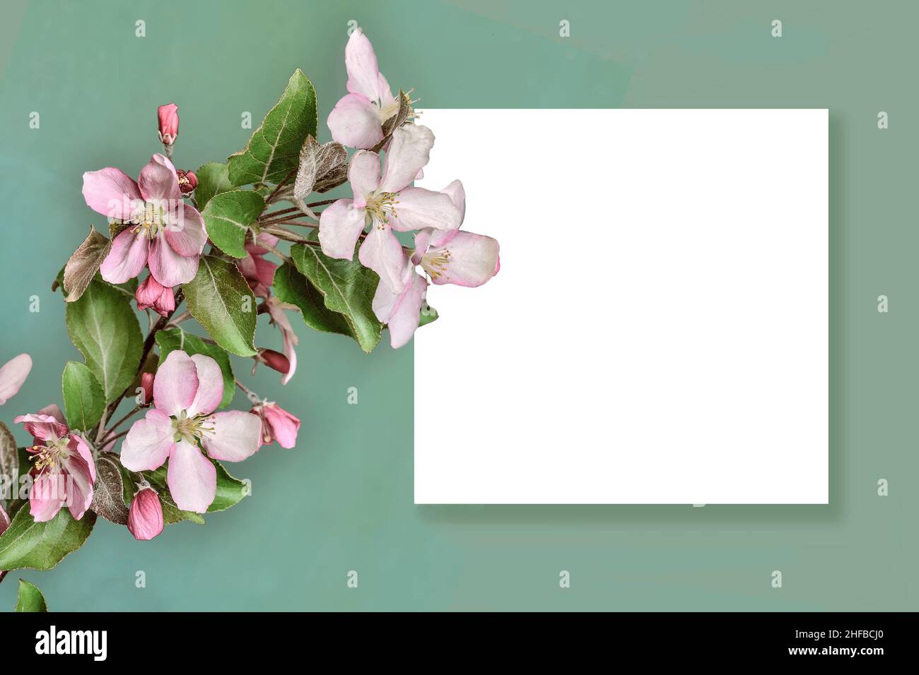 Frühlingshaft blühender Zweig aus Apfelbaum und weißem leerem Blatt Papier auf hellgrünem Hintergrund. Nachbau der Frühlingskarte, festliche Grenze zur Geburt Stockfoto