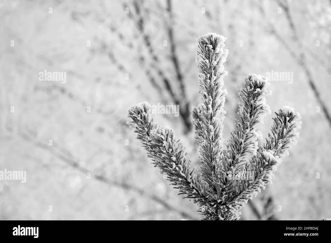 Helle, sonnige Pinienwald im Schnee. Pine Top im Schnee nach frostigen Morgen Stockfoto