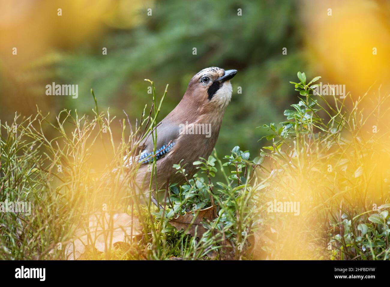 Waldvogel, Eurasischer jay, Garrulus glandarius inmitten von Waldbäumen während der Herbstblüte in Estland. Stockfoto