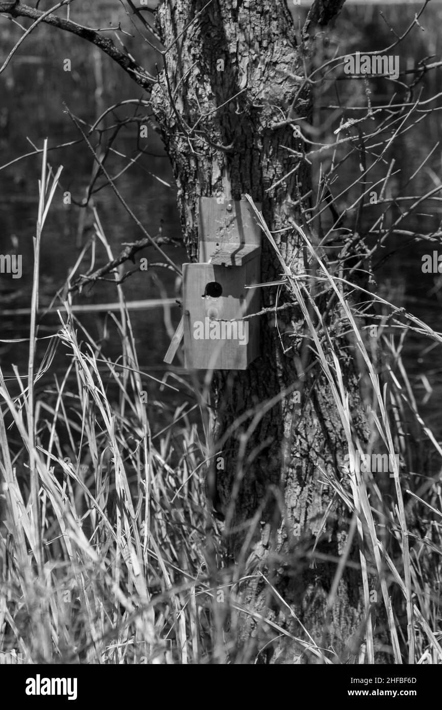 Schwarz-Weiß-Foto von einem Mann gemacht Vogelhaus auf Baum in Nebraska Land. Hochwertige Fotos Stockfoto