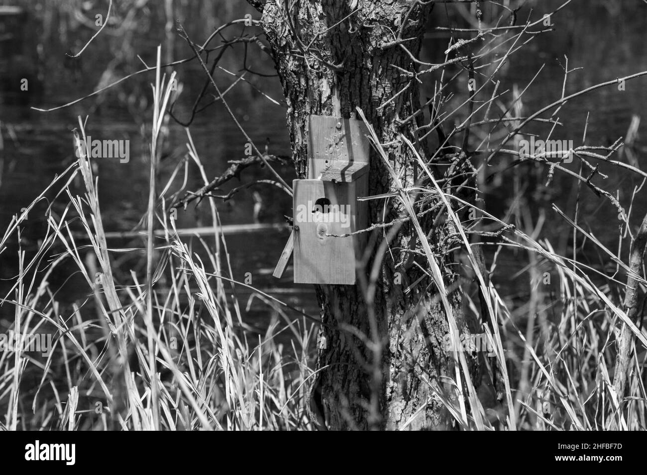 Schwarz-Weiß-Foto von einem Mann gemacht Vogelhaus auf Baum in Nebraska Land. Hochwertige Fotos Stockfoto