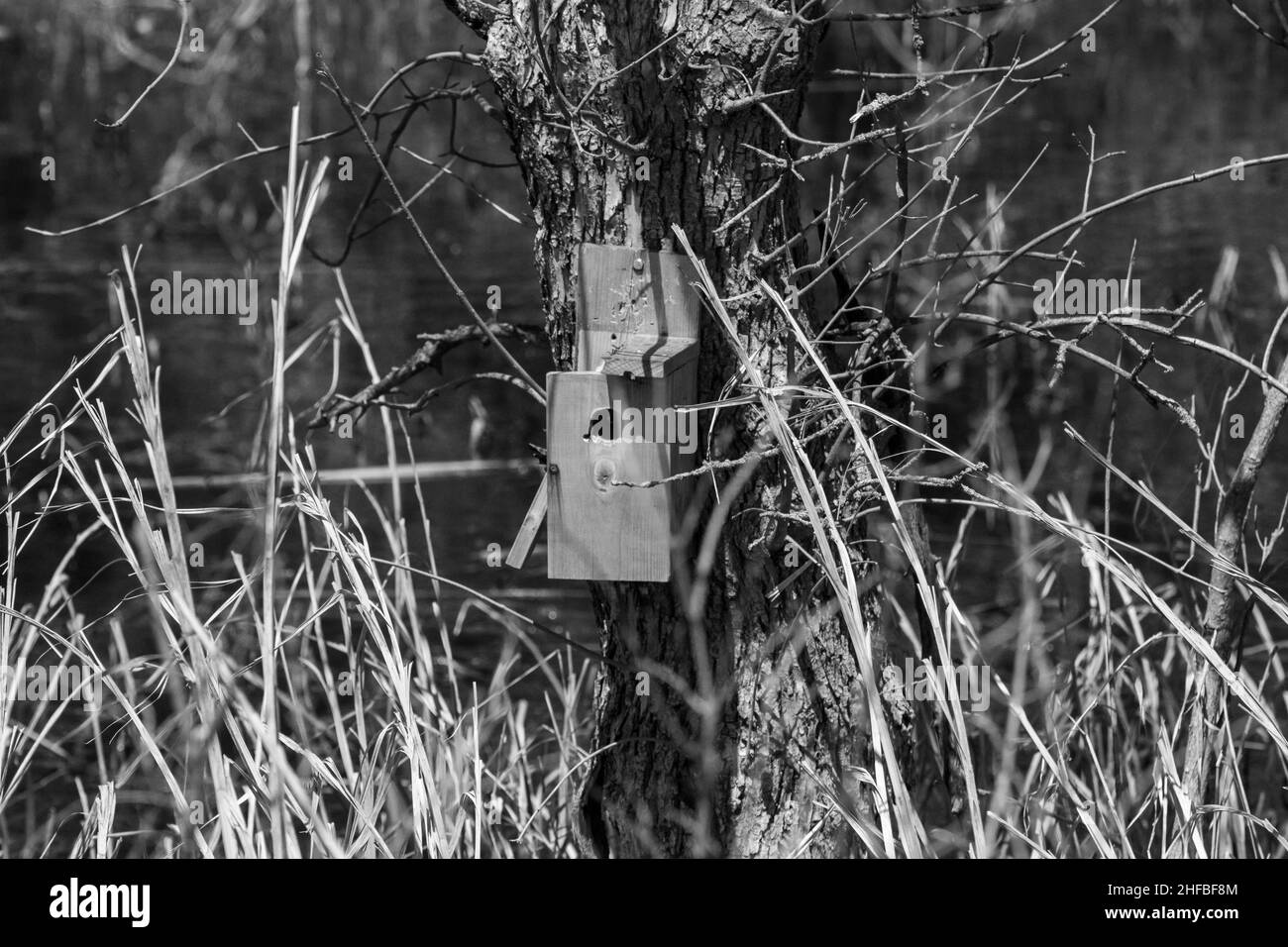 Schwarz-Weiß-Foto von einem Mann gemacht Vogelhaus auf Baum in Nebraska Land. Hochwertige Fotos Stockfoto