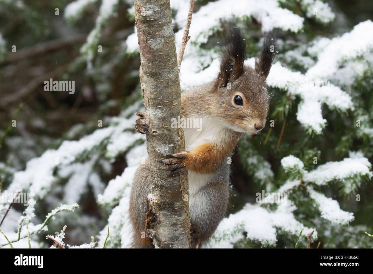 Nahaufnahme eines süßen roten Eichhörnchens, das auf einen Baum in einem verschneiten borealen Wald in Nordeuropa klettert. Stockfoto