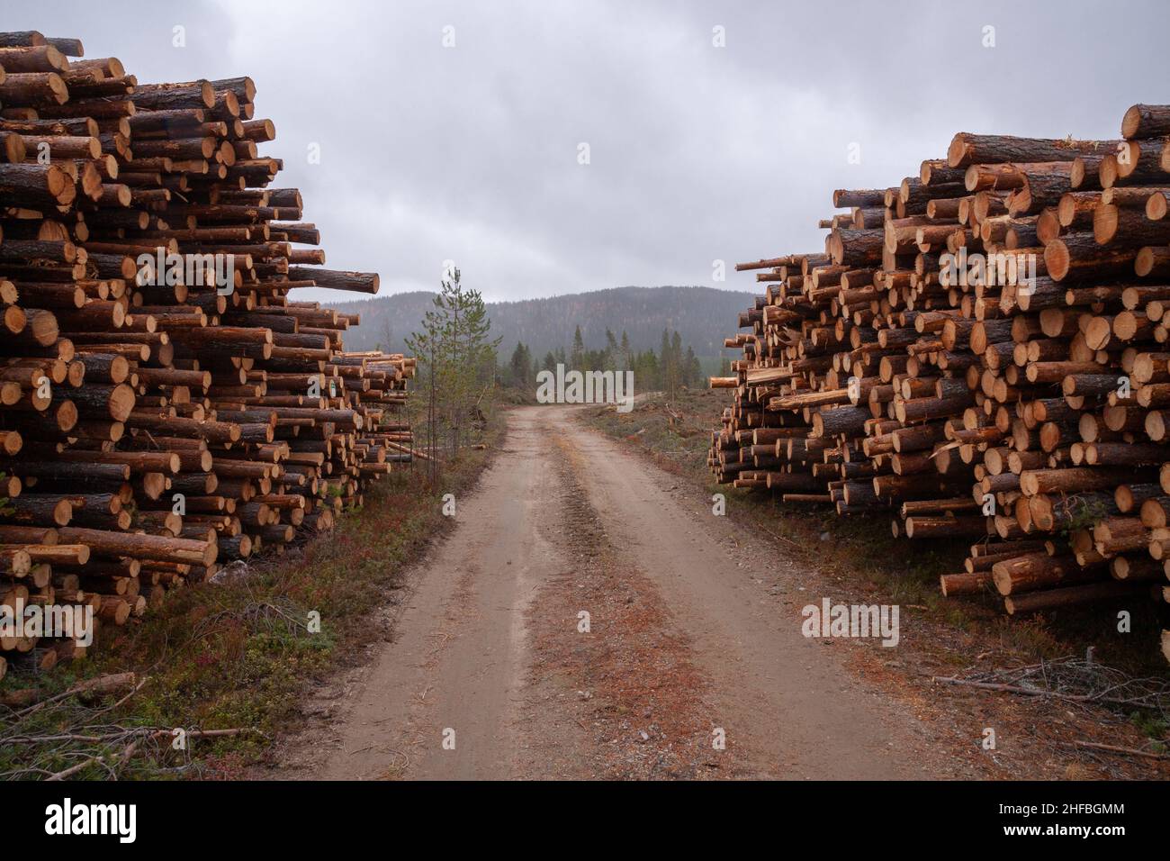 Frisch geschnittene und stapelbare Holzkoniferbäume als Rohstoff für die Holzindustrie in Finnland. Stockfoto