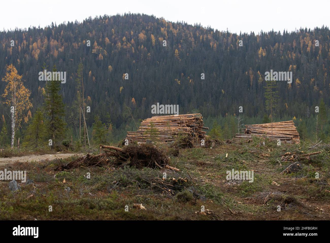 Frisch geschnittene und stapelbare Holzkoniferbäume als Rohstoff für die Holzindustrie in Finnland. Stockfoto