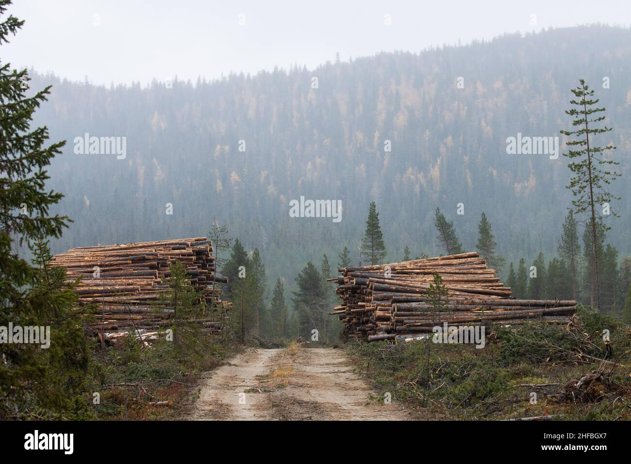 Frisch geschnittene und stapelbare Holzkoniferbäume als Rohstoff für die Holzindustrie in Finnland. Stockfoto