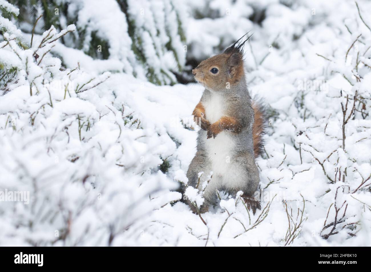 Ängstliches rotes Eichhörnchen, Sciurus vulgaris, steht auf einem verschneiten Boden im estnischen borealen Wald. Stockfoto