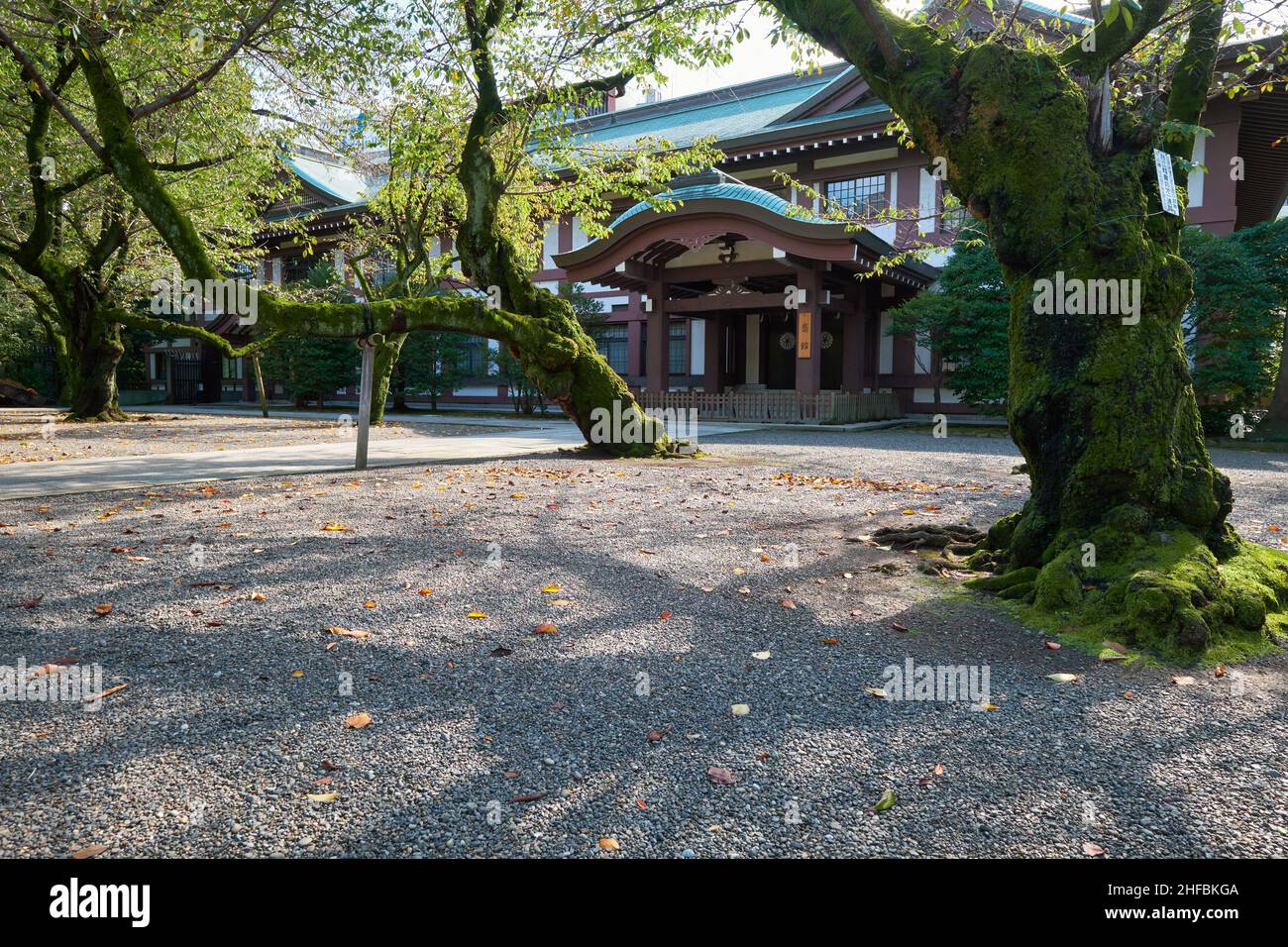 Tokio, Japan - 26. Oktober 2019: Die moosigen Kirschbäume (Sakura) im Garten des Yasukuni-Schreins (friedliches Land) vor dem Saikan-Gebäude. Chi Stockfoto