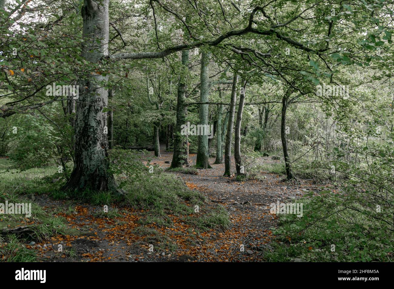 Grüne Bäume, die im Herbst ihre Blätter in einem ruhigen Waldwald fallen lassen. Keine Personen. Konzept für allein, Raum für Gedanken, psychische Gesundheit, Natur Stockfoto