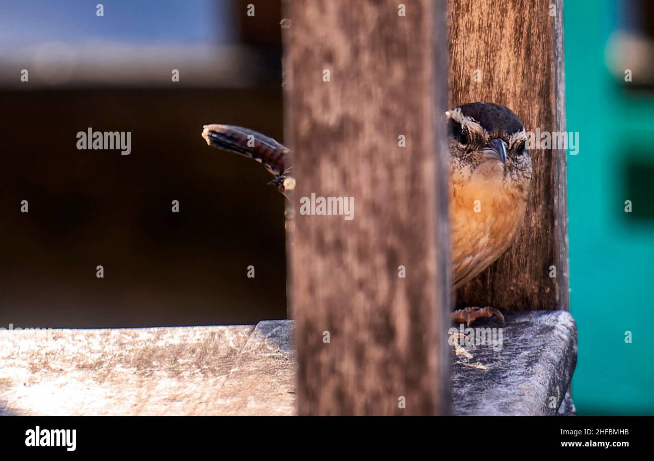 Ein kleiner Wren auf der Hinterhofterrasse Stockfoto