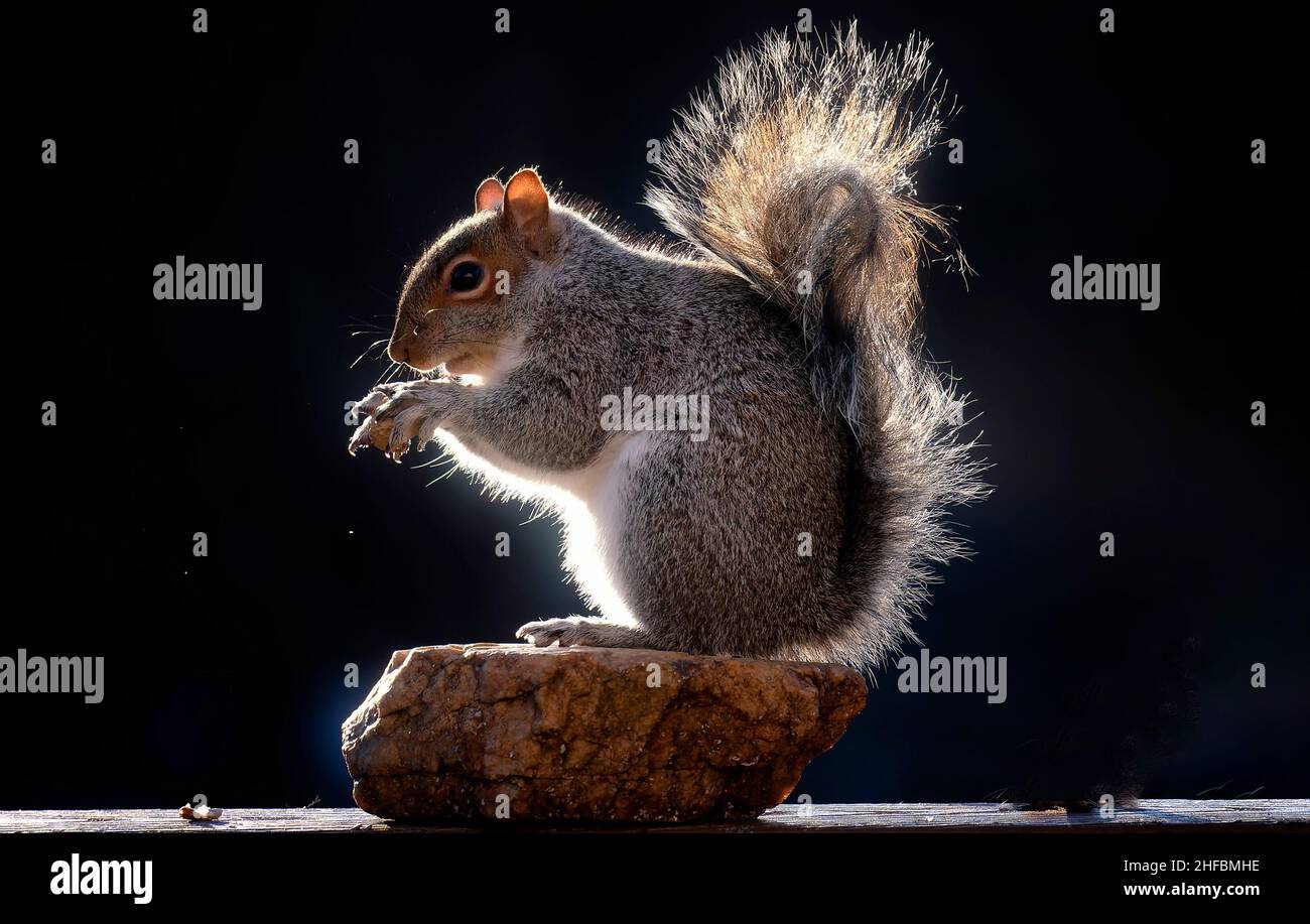 Ein hinterleuchtetes Eichhörnchen, das ein Abendessen genießt Stockfoto