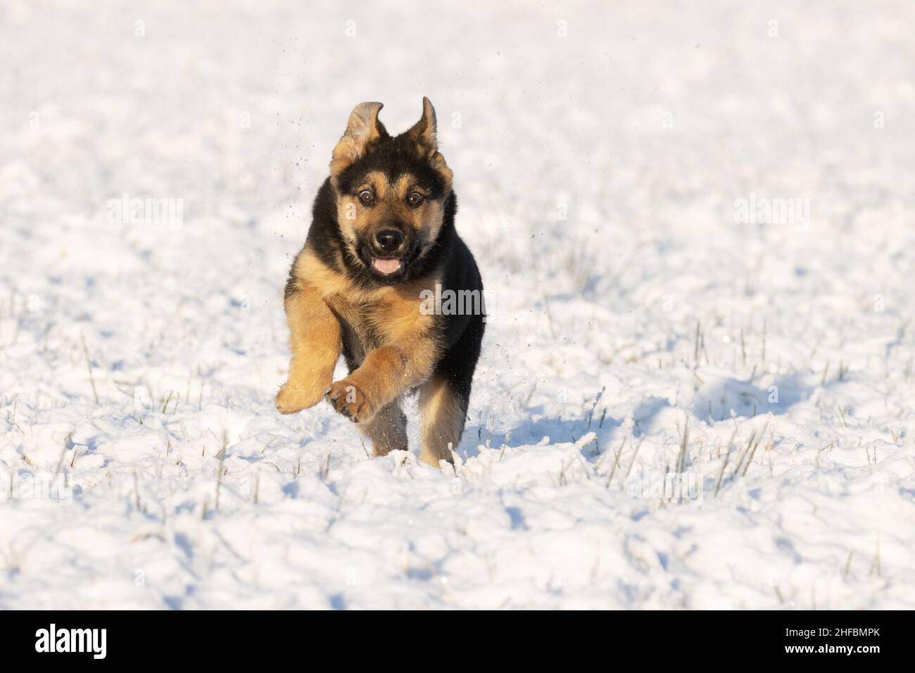 Fröhlicher deutscher schäfer, der an einem wunderschönen Wintertag in Estland auf frischem Schnee lief. Stockfoto