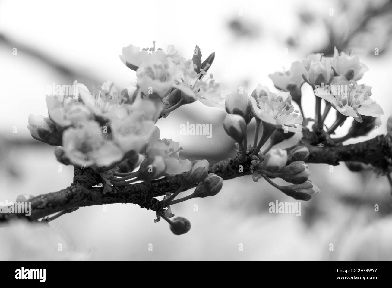 Blüten von Kirschpflaume oder Myrobalan (Prunus cerasifera) blühen im Frühjahr auf den Ästen. Designer in Schwarz und Weiß getönt. Stockfoto