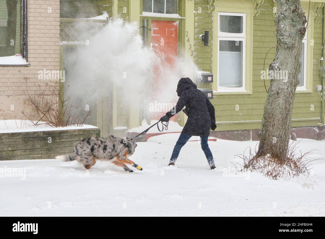 Halifax, Nova Scotia, Kanada. 15th. Januar 2022. Eine Frau und ihr Hund sind überrascht, als sie einer großen Wetterbombe folgen, wenn sie Schnee bläst. Das massive Wettersystem traf die Provinz über Nacht, mit einer Mischung aus Regen, Schnee und Wind bis zu 100km/h, was zu einer Reihe von Straßensperrung, Stornierungen und mehr als 60.000 Menschen ohne Strom in der Provinz heute Morgen führte. Stockfoto