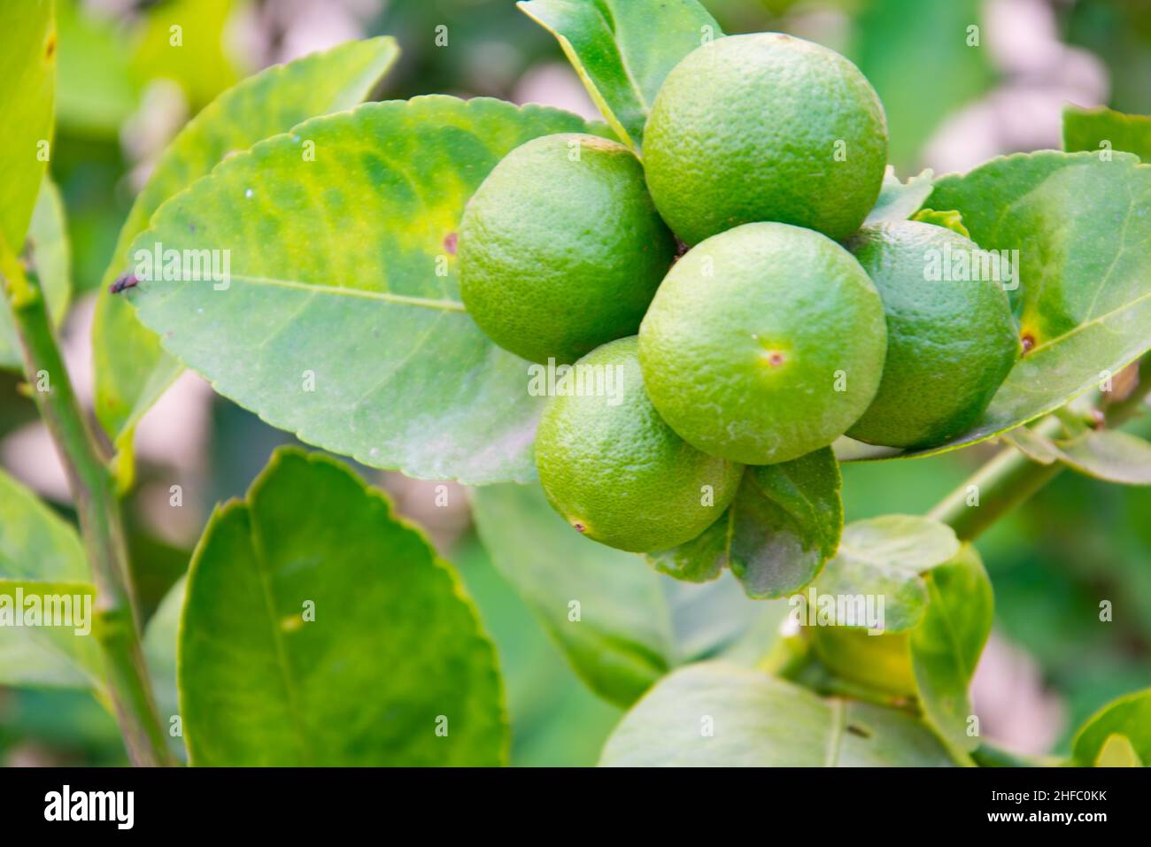 Grüne Limetten auf der Linde (Citrus aurantifolia), sie sind eng mit der Zitrone verwandt. Es hat einen sauren Geschmack und ist eine ausgezeichnete Quelle von Vitamin C. Stockfoto