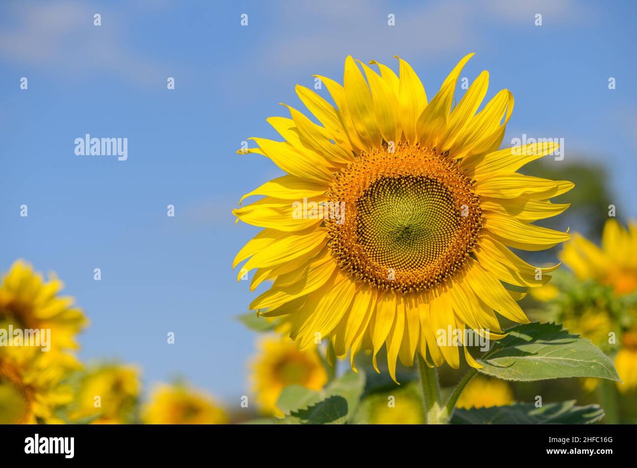 Schöne große Sonnenblumen im Garten, Lop buri, Thailand. Blumenkonzept Stockfoto