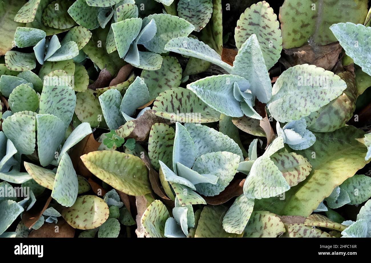 Schöne Kalanchoe humilis oder Desert Surprise Sukkulenten Pflanzen für Gartendekoration. Stockfoto