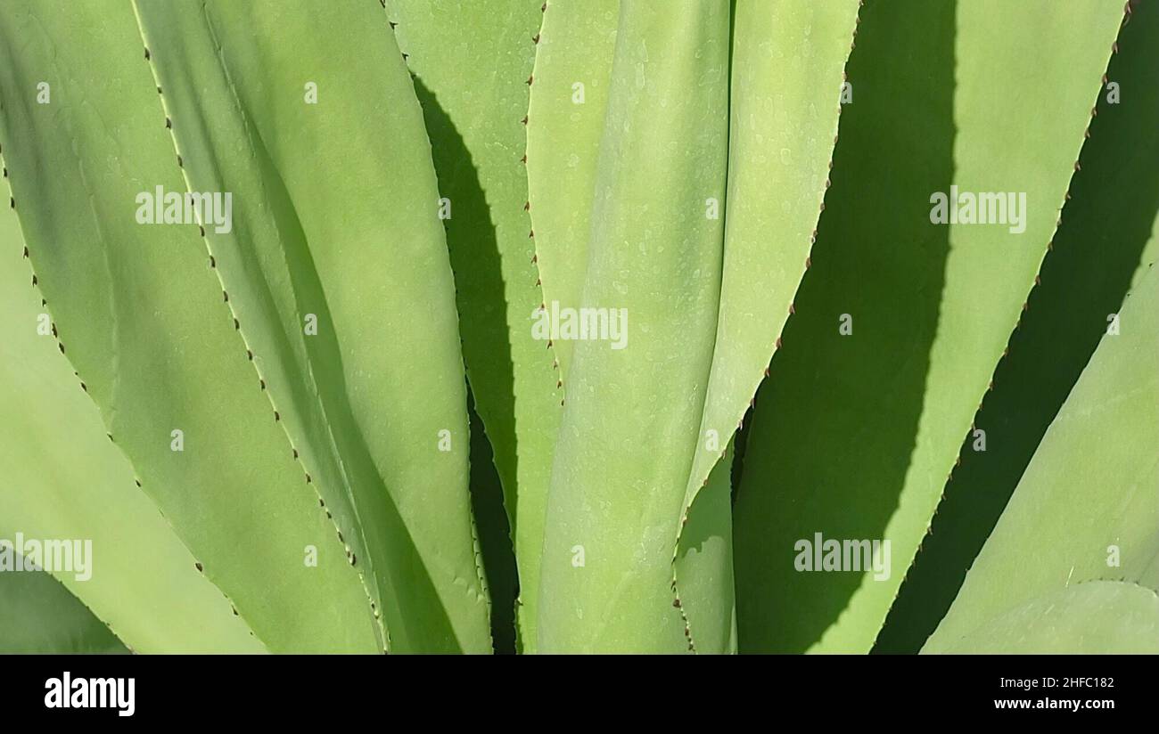 Garten und Pflanze, nahe Agavenpflanzen. Eine Sukkulente Pflanze mit Einer großen Rosette aus dicken und fleischigen Blättern mit scharfen Dornen. Stockfoto