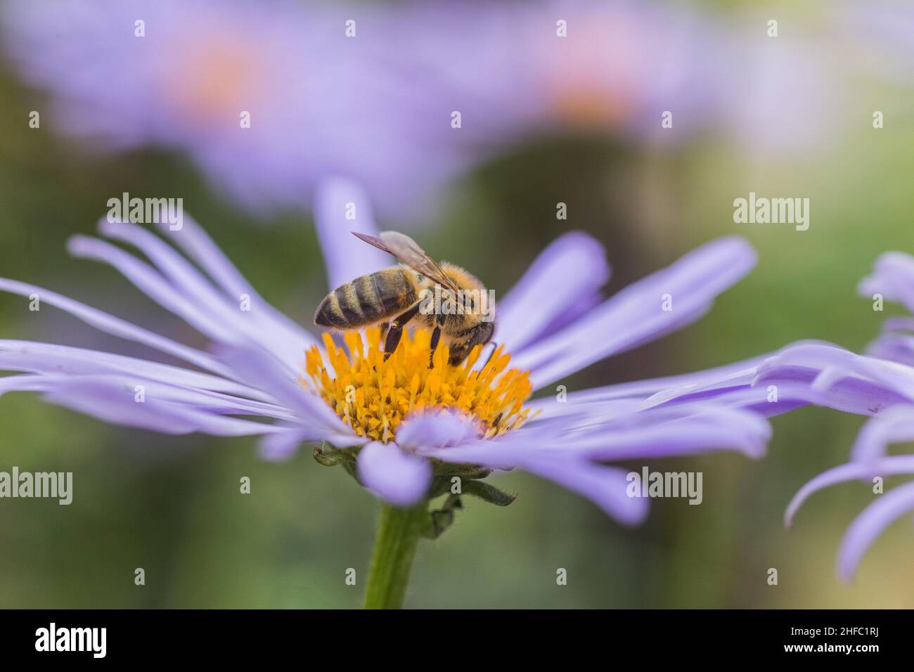 Aster alpinus oder Alpine Aster lila oder lila Blume mit einer Biene sammeln Pollen oder Nektar. Lila Blume wie ein Gänseblümchen im Blumenbeet. Stockfoto