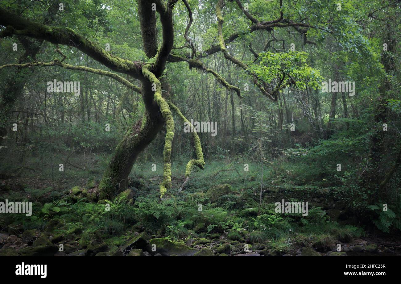Moosbedeckter Baum in einem tiefen Wald in Galicien, Spanien Stockfoto