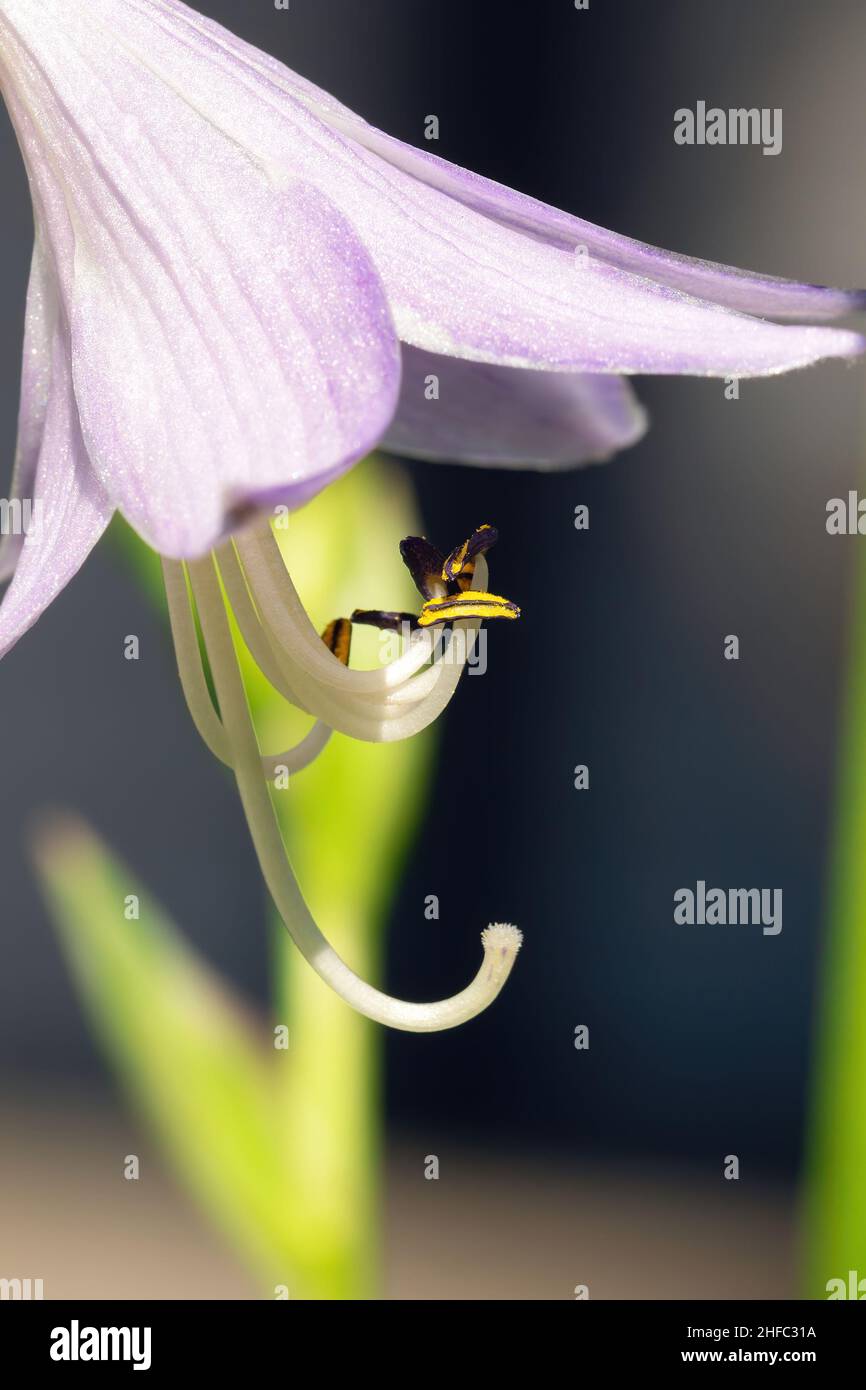 Hosta Glockenblume vertikale Makrofotografie. Lange Staubblätter der Hosta-Blume detailliertes Foto. Ungewöhnliche Blume Nahaufnahme Wallpaper und Bildschirmschoner. Stockfoto