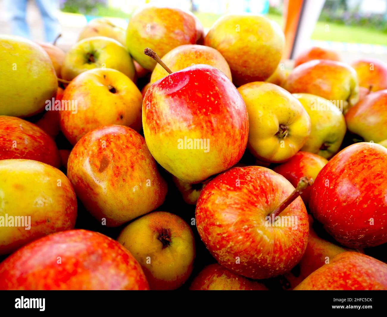 Frische Äpfel vom IT's Tree Stockfoto