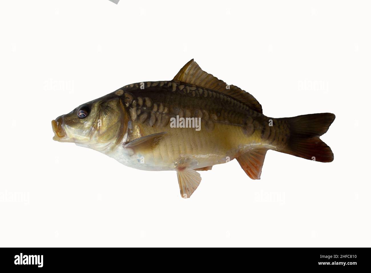 Karpfenfisch isoliert auf Weiß Stockfoto