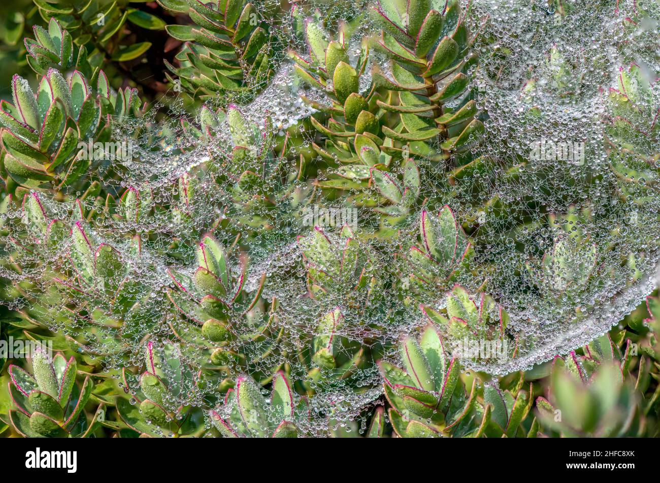 Morgentröpfchen bedecken eine Decke aus seidenen Spinnweben, die über Sedum-Pflanzen aufgereiht sind Stockfoto