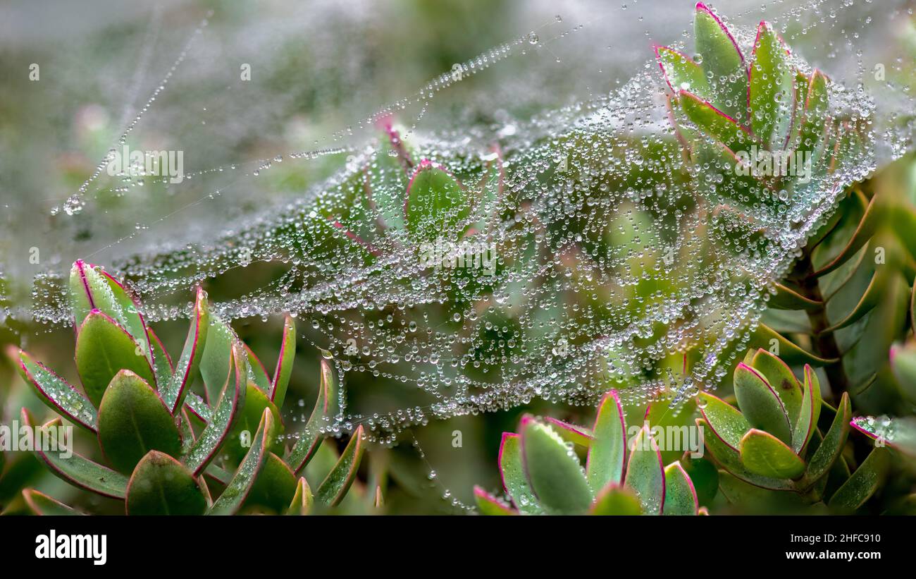 Morgentröpfchen bedecken eine Decke aus seidenen Spinnweben, die über Sedum-Pflanzen aufgereiht sind Stockfoto