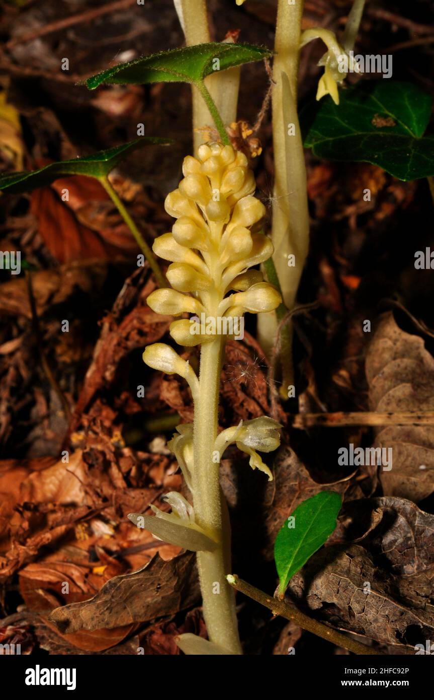 Vogelnest Orchidee 'Neotttia nidus-avis', aus der Nähe; gefunden in Wäldern unter Buchenbäumen im Mai und Juni, in ganz Großbritannien. Stockfoto