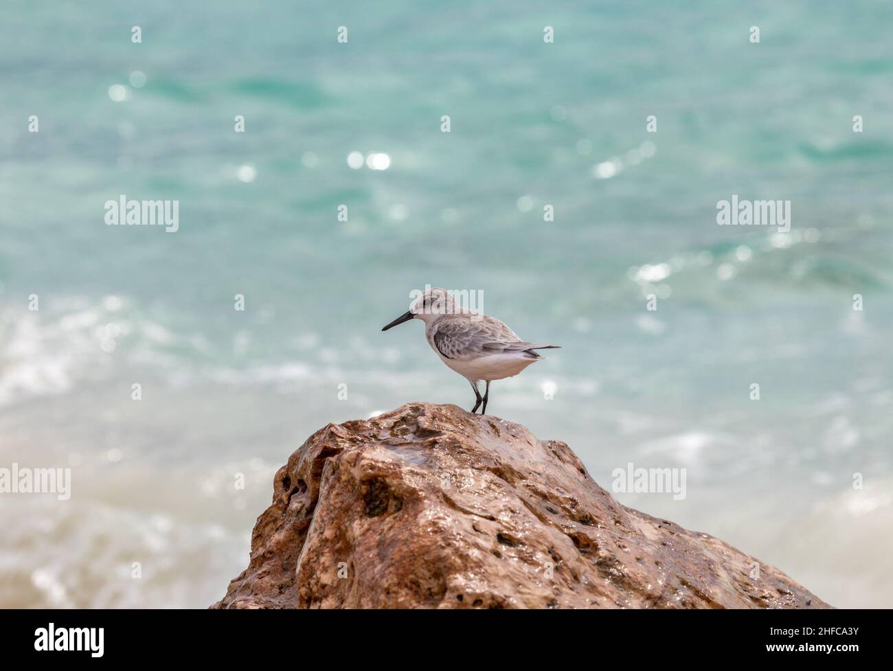 Shorebird, der die Sonne auf dem wunderschönen türkisfarbenen Wasser in Aruba genießt Stockfoto