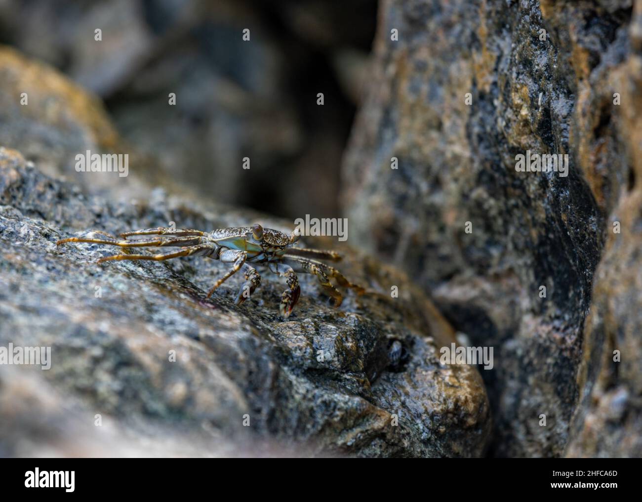 Meereskrabben auf einem nassen Felsen, während die Flut in Aruba ausläuft Stockfoto