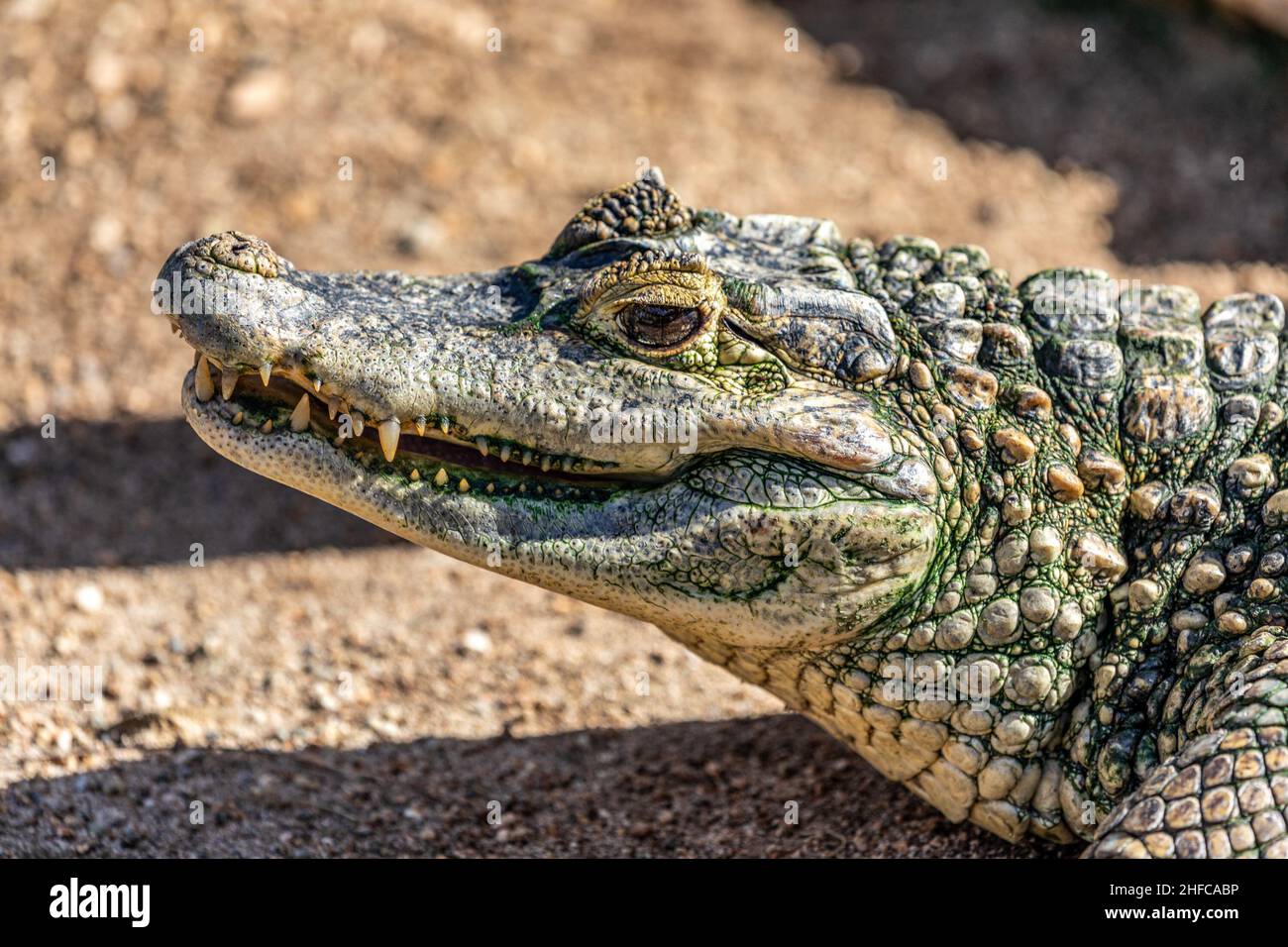 Alligator in einem kleinen Wildpark in Aruba Stockfoto
