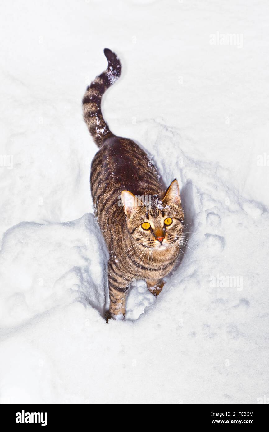 Katze schlendert durch den Schnee Stockfoto