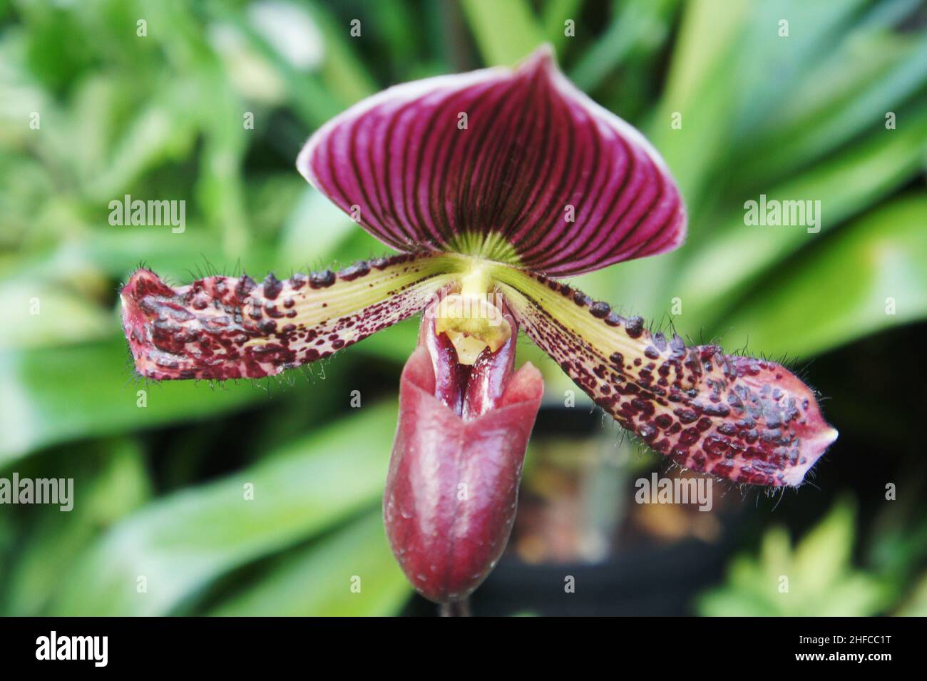 Paphiopedilum oder Blossom Venus Slipper ist eine Gattung der Dame Slipper Orchidee. Venusschleifer. Paphiopedilum Orchideenblüten Konzept. Lady Orchidee in Thaila Stockfoto