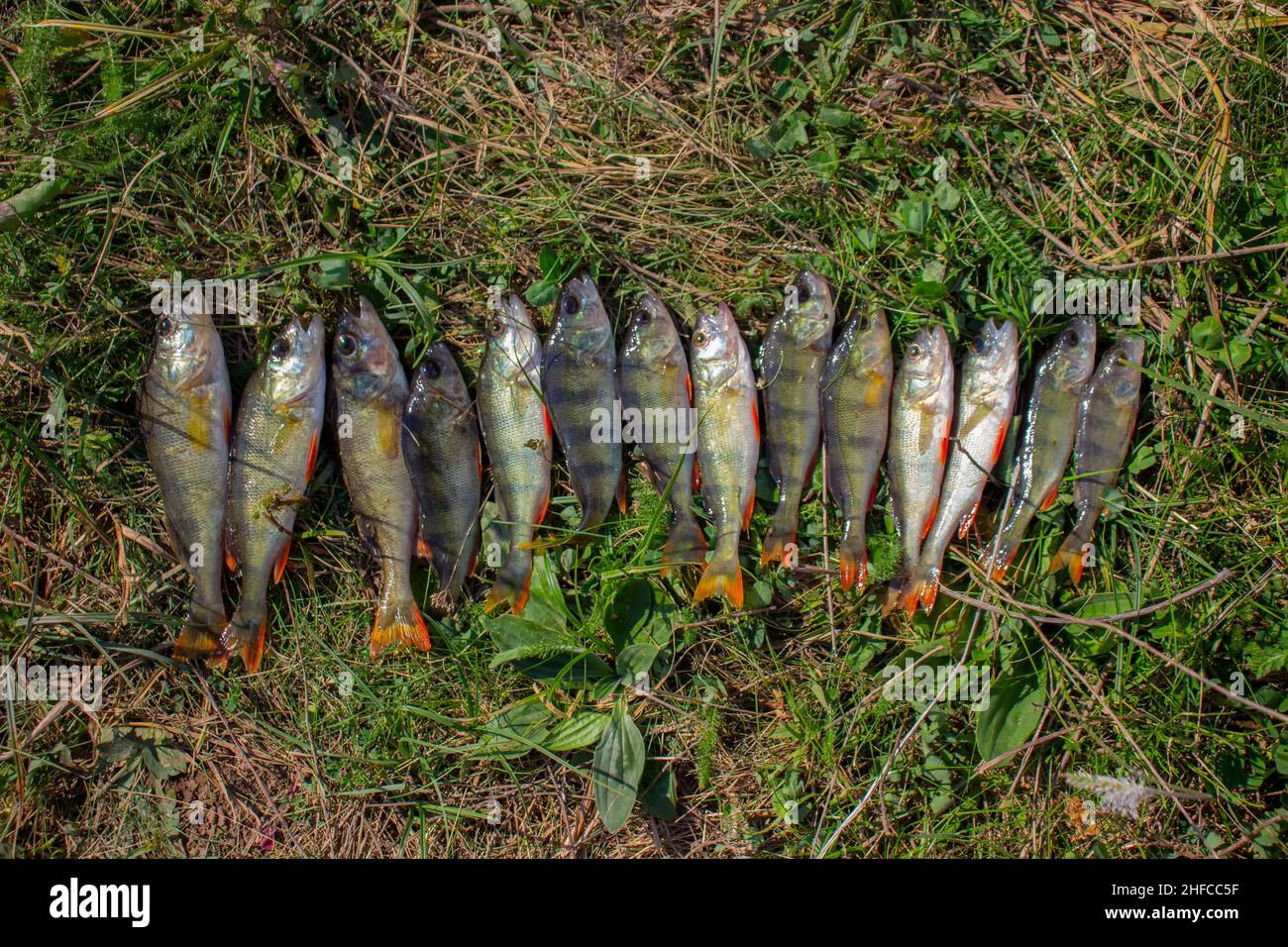 Viele Flussbarsch auf grünem Gras Stockfoto